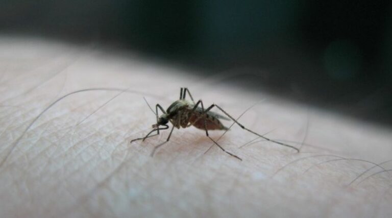 Tretmani protiv komaraca na području opštine Bački Petrovac