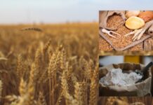 Počela žetva pšenice – ratari u problemu