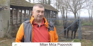 Milan Mića Popovicki